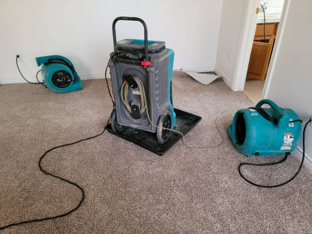 Best Mold removal after water damage  in Mlstadt, IL