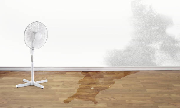 Best Water damage contractors near me  in Mlstadt, IL