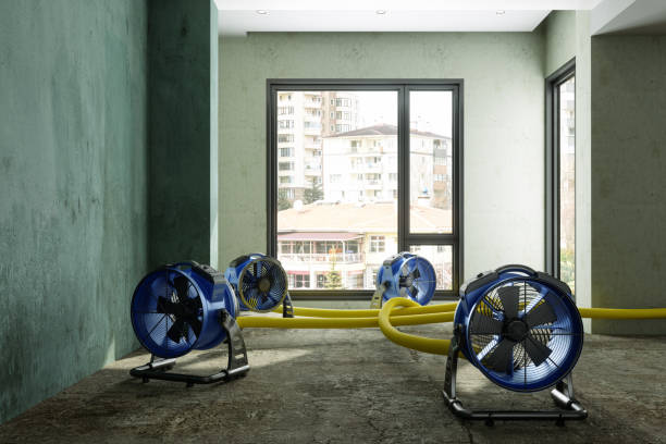Best Water damage contractors near me  in Mlstadt, IL